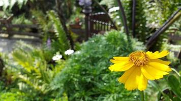 geel bloem met veel bloemblaadjes foto