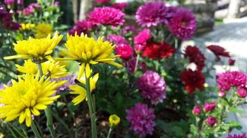 chrysant geel en Purper rood bloem tuin foto