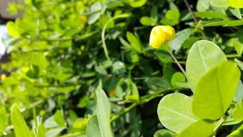 klein geel bloemen met weelderig groen bladeren foto