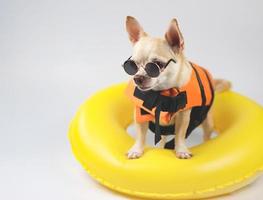 schattig bruin kort haar- chihuahua hond vervelend zonnebril en oranje leven jasje of leven hesje staand in geel zwemmen ring, geïsoleerd Aan wit achtergrond. foto