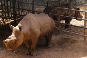 neushoorn in de kooi foto