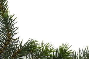Kerstmis boom takken. de concept van de nieuw jaar, kerstmis, natuur. spandoek. vlak leggen, top visie Aan wit achtergrond foto