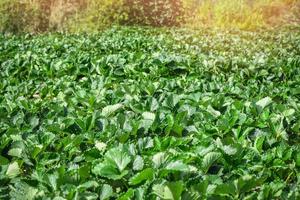 aardbei fabriek boerderij vers biologisch aardbeien groeit plantage Aan velden in de boerderij tuin foto