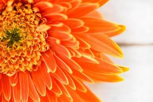 oranje gerbera madeliefje bloem voorjaar zomer bloeiend mooi samenstelling Aan wit houten achtergrond foto