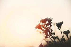 wijnoogst bloem silhouet Aan zonsondergang of zonsopkomst natuur achtergrond foto