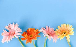 kleurrijk gerbera voorjaar bloemen zomer mooi bloeiend Aan blauw achtergrond foto