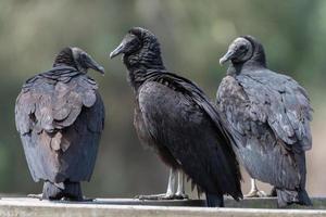 een trio van Amerikaans zwart gieren zittend Aan een traliewerk. foto
