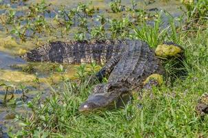 een Amerikaans alligator resting Bij de water's rand net zo het verwarmt omhoog in de zon, maar het houdt een waakzaam oog Aan de dichtbij voetpad. foto