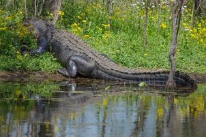 een groot Amerikaans alligator genesteld in de wilde bloemen net zo het verwarmt in de zon Aan een helder voorjaar dag. foto