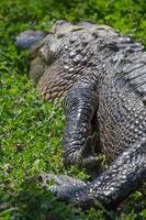 detailopname van een genieten alligator voorkant been net zo de dier leugens in een ontspannen houding. foto