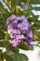 de geurig lavendel bloemen van Texas berg laurier het formulier in hangend clusters. foto