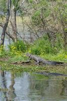 twee Amerikaans alligators opwarming zich Aan een zonnig voorjaar dag Bij brazos buigen staat park. foto