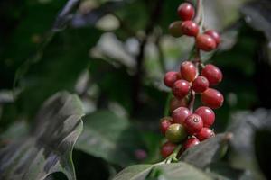 koffie bonen Aan boom in boerderij, dichtbij omhoog vers biologisch rood koffie Aan koffie boom, koffie bonen rijpen Aan boom foto
