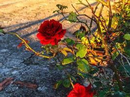 een rood roos foto