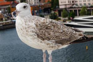 zeemeeuw larinae Bij de Baltisch zee foto