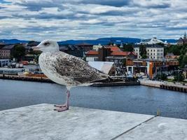 zeemeeuw larinae Bij de Baltisch zee foto