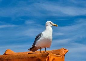 zeemeeuw larinae Bij de Baltisch zee foto