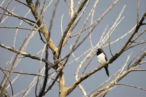 een klein vogel zittend Aan een Afdeling foto