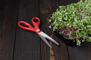 verse microgreens close-up op houten rustieke donkere achtergrond. spruiten kweken voor salade foto