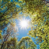 zonnig bladerdak van hoge bomen. zonlicht in bladverliezende wouden, zomer foto