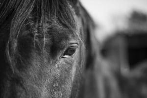 paard oog close-up foto