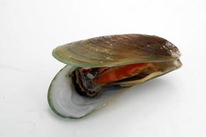 Thais zeevruchten mossel foto