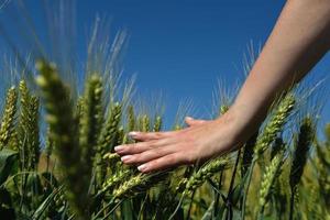 hand in tarweveld foto