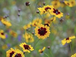 lief vlaktes coreopsis bloemen in een jaar- bloem weide foto