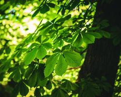 helder groen bladeren van hieronder foto