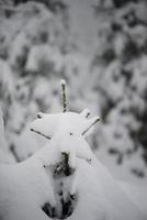 kerst groenblijvende dennenboom bedekt met verse sneeuw foto