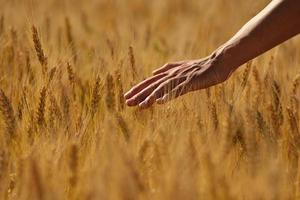 hand in tarweveld foto