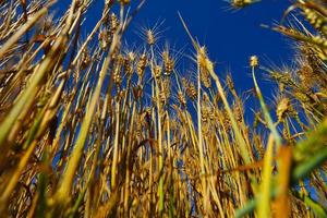 tarweveld met blauwe lucht op de achtergrond foto