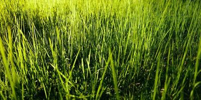 natuur achtergrond, blad gras en groen bomen achtergrond foto