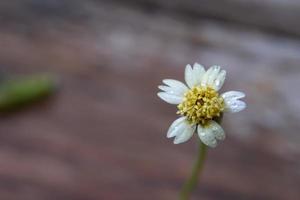 een detailopname schot van een gras bloem met een regendruppel, een detailopname schot van een gras bloem Bij een afstand brengt uit de details. foto