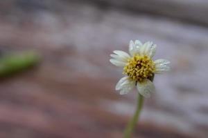 een detailopname schot van een gras bloem met een regendruppel, een detailopname schot van een gras bloem Bij een afstand brengt uit de details. foto