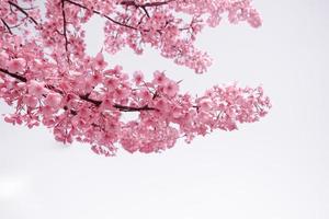 zacht pastel kleur mooi kers bloesem sakura bloeiend met vervagen in pastel roze sakura bloem, vol bloeien een voorjaar seizoen in Japan foto