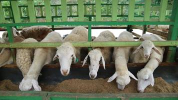 de atmosfeer van een schapen boerderij in malang regentschap, Indonesië foto