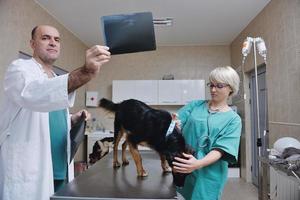 dierenarts en assistent in een dierenkliniek foto