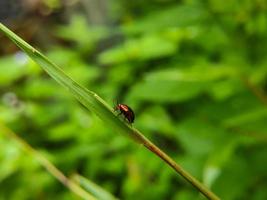 macro foto van een rood zwart lieveheersbeestje zittend Aan een groen onkruid blad, selectief focus