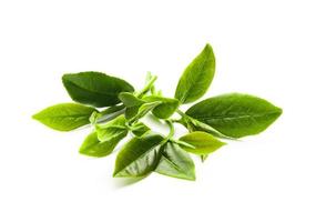 groen thee blad geïsoleerd Aan wit achtergrond, vers thee bladeren Aan een wit achtergrond foto