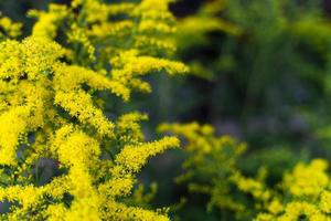 guldenroede van de asteraceae mimosa familie kopiëren ruimte. groente achtergrond macro structuur foto van mooi zo kwaliteit