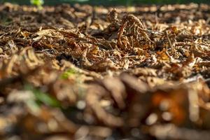 mooi herfst landschap vallend bladeren. foto