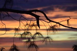 pijnboom boom in zonsondergang foto