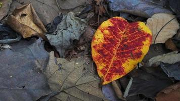 droog bladeren van beuken en esdoorn- Aan de grond in herfst park foto