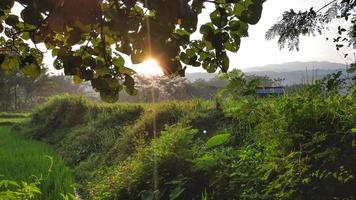 visie van rijst- velden in de ochtend- foto