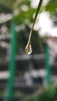 detailopname van water druppels Aan bladeren Aan wazig groen voor achtergrond. druppels van dauw in de ochtend- gloed in de zon. mooi blad structuur in natuur. foto