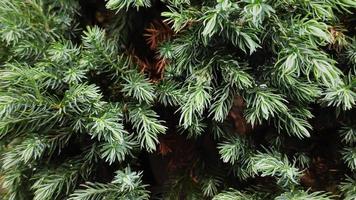 sparren tak. mooie tak van sparren met naalden. kerstboom in de natuur. groene spar. sparren close-up. foto