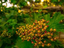 gilaburu knoppen, gilaburu bloemknoppen Aan de boom Afdeling tussen groen bladeren foto