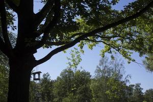 hangende vogelhuisje Aan een boom. voeden voor wild vogels. houten huis voor vogels. voeden de vogels. doos zonder muren. brood en crackers in de voeder. voorjaar park foto