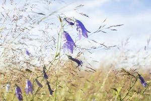 lila klokken in de veld, tegen de achtergrond van de verrot gras foto